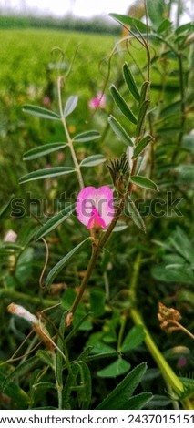 Small purplish red flower in the field. Royalty-Free Stock Photo #2437015151
