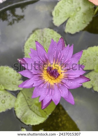 The beauty of blooming purple lotus