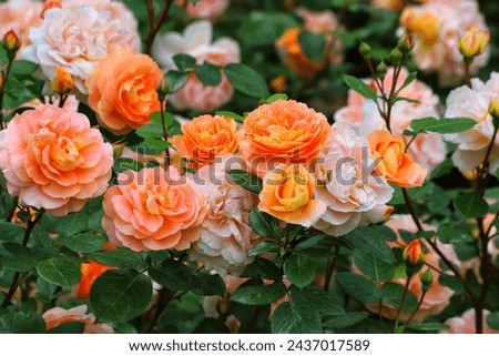 Beautiful orange rose on a green background. Close up.