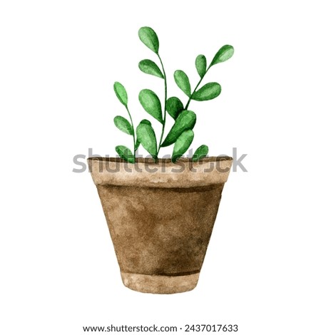 Watercolor hand drawn houseplant in a clay pot. Isolated illustration of a garden green plant on a white background for label, packaging, print, card, decor