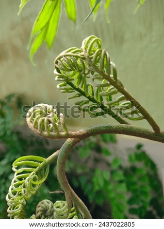 Stunning close-up of young buds of Angiopteris evecta(king fern, Oriental vessel fern, Giant fern, Elephant fern) ultra hd hi-res jpg stock image photo picture selective focus vertical background 