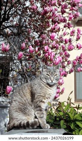 Gray cat standing in front of a tree with magnolia flowers. The domestic cat in a yard of a house among the magnolias. Magnolia and a cat standing in the sun on the streets of Bucharest.  Royalty-Free Stock Photo #2437026199
