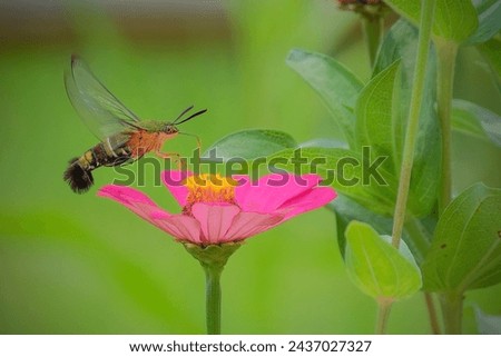 close up hummingbird moth in the garden