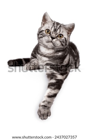 British shorthair black tabby silver kitten, laying down facing front, one paw hanging over edge, looking to camera, isolated on a white background