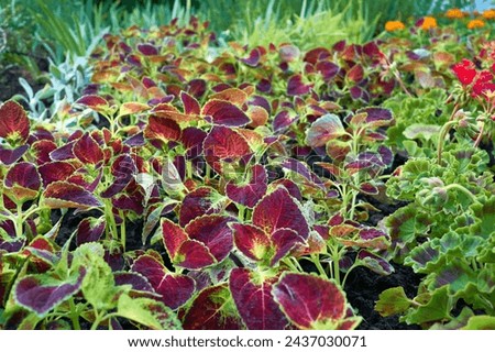 Landscaping. Red ornamental plant Coleus of the Lamiaceae family in a flowerbed                               