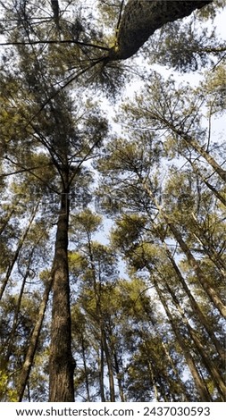 Pine forests are ecosystems dominated by pine trees, a type of coniferous tree that usually has leaves called needles.
In some places, pine forests are an important part of the natural landscape. Royalty-Free Stock Photo #2437030593