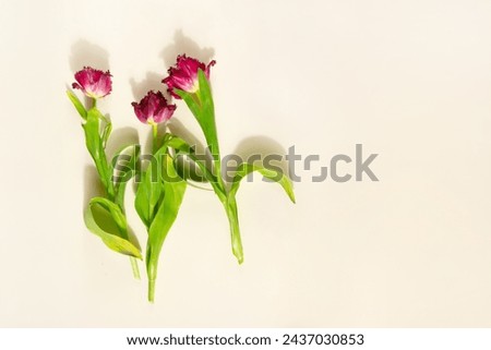 Wilted tulip flowers on a light yellow background. Withering concept - Stock photo