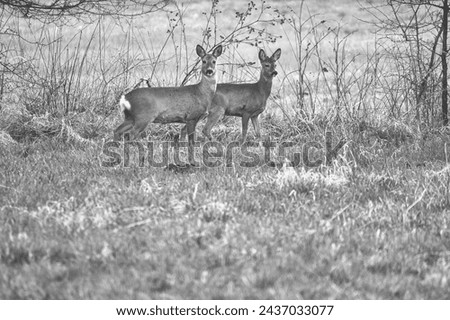 Deer on a meadow, attentive and feeding in black and white. Hidden among the bushes. Animal photo from nature