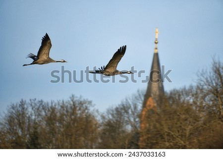 Cranes fly in the blue sky in front of the church tower. Migratory birds on the Darss. Wildlife photo from nature in Germany