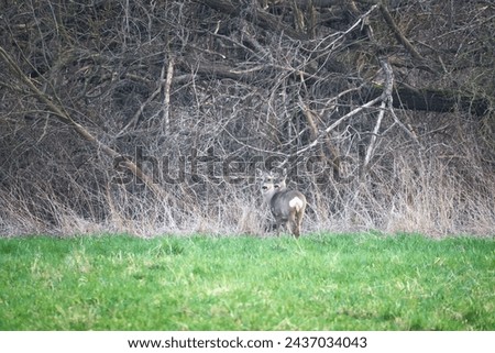 Deer on a meadow, attentive and feeding. Hidden among the bushes. Animal photo from nature
