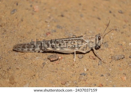 Desert locust (Schistocerca gregaria) short-horned grasshopper Royalty-Free Stock Photo #2437037159