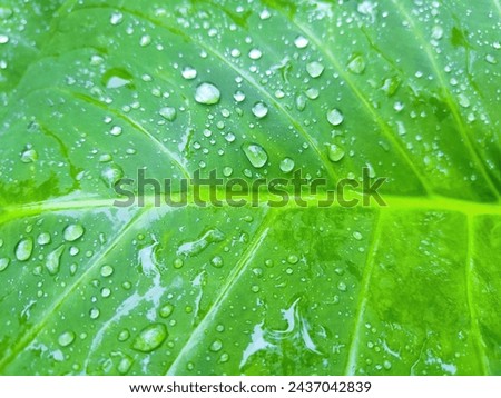 close up detail and texture of taro leaves or daun talas,green textured leaves background,view from the upside