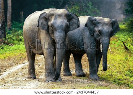 Two elephants beautiful picture in 
