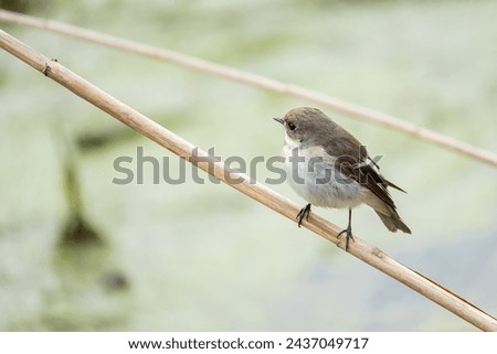 European pied flycatcher(Ficedulahypoleuca) A little bird sitting on a reed.