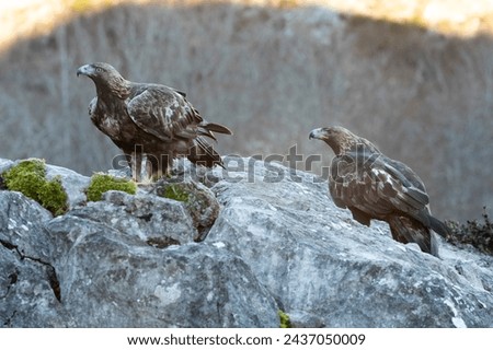 Golden Eagle male and female in a mountain area with a beech and oak forest with the first light of sunrise on a cold winter day