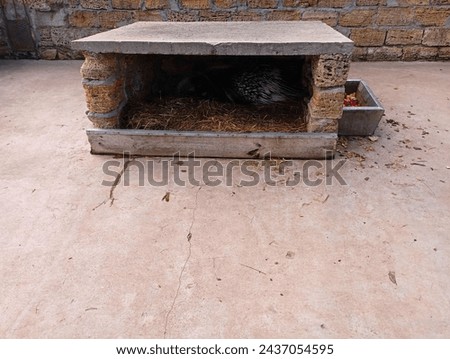 A porcupine hid in a brick niche. A specially equipped place for keeping a porcupine. A niche is built on the concrete platform.