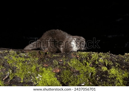 Otter on a mountain river within a Euro-Siberian forest in the early evening of a winter day