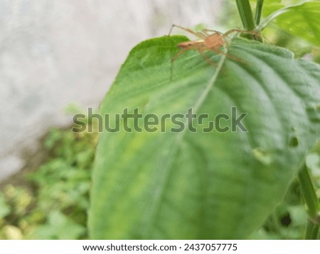 brown spiders perched on wild weeds
