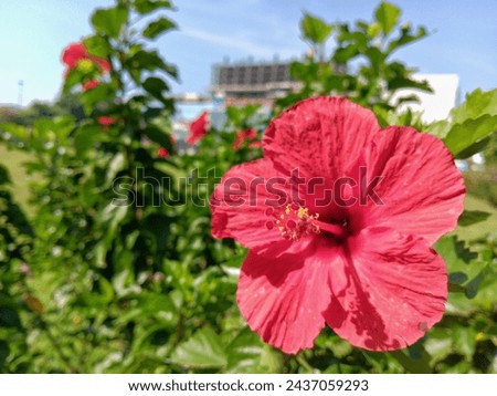 Hibiscus or botanical flower is a shrub of the Malvaceae family that originates from East Asia and is widely planted as an ornamental plant in tropical and subtropical areas. 