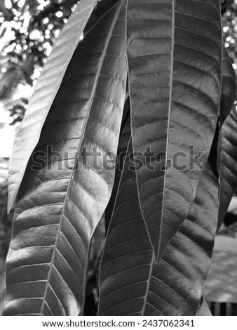 Black and white photo of leaves texture background 