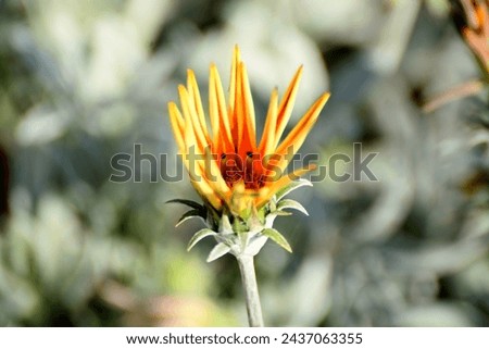 Close up Orange Gazania Flower, Orange Gazania Linearis Flower