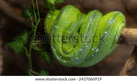 green snake wrapped around a tree