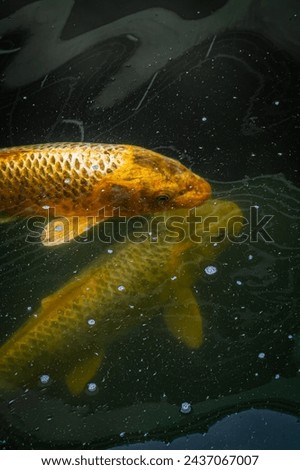 Large Koi Carp fish swimming in dark waters