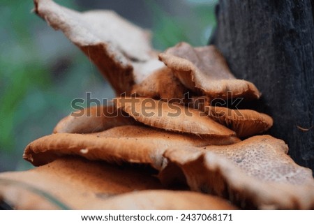 "Capture the intricate beauty of a forest mushroom in this stunning photograph. With a blurred background that enhances the sense of depth, the focus is squarely on the captivating details of the wood