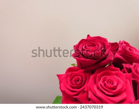 Red roses on a white background. Roses are red. Photo