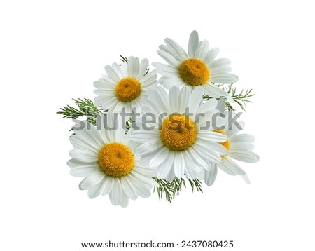 Chamomile Flower Flying Petals Isolated on White Background best 4k