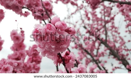 View of the pink cherry blossoms, the sakura tree has glorious pink, showy blossoms that appear in early to mid-spring in the garden.  Royalty-Free Stock Photo #2437083005