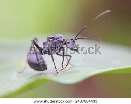 predatory black ants on coffee leaves