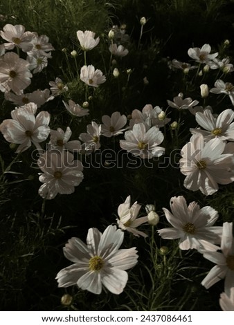 Flowers garden in the night time. White blooming flowers, green leaves,  lovely plants.