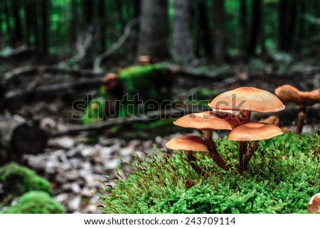 wild forest mushroom in the woods of Bavaria in Germany in fall. Picture of the fungi with lovely bokeh was taken on a warm September day.