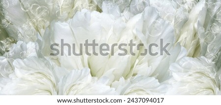 Floral  white background.  Peony  flower and petals flowers. Close-up.   Nature.