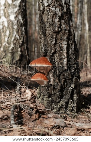 Brown mushrooms on a birch trunk in the wild. Picture of a tree fungus on a birch trunk during the day in autumn. Red parasite mushroom growth on tree.  Blurred background.