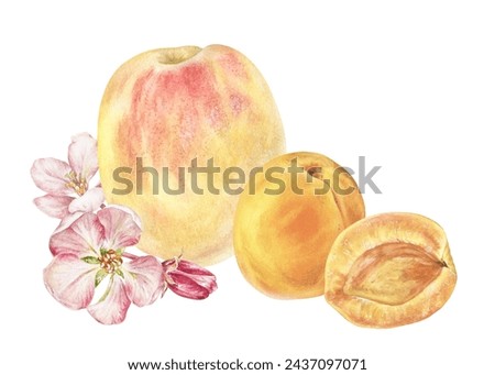 Peach and Apricot Watercolor illustration. Hand drawn Fruits with pink flowers on isolated white background. Botanical clip art painting. Plant drawing for nature print. For food packaging design