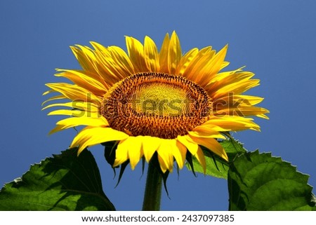 In a symphony of yellow and green, sunflowers sway gracefully, their cheerful faces reflecting the brilliance of the sun Royalty-Free Stock Photo #2437097385