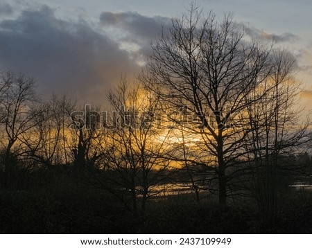 Bare tree silhouettes on a colorful sunset sky in Bourgoyen nature reserve, Ghent, Flanders, Belgium