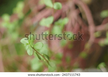 detail of small green leaves of a plant with red stems