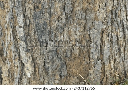 Old tree texture. Bark pattern, For background wood work, Bark of brown hardwood, thick bark hardwood, residential house wood. nature, tree, bark, hardwood, trunk, tree , tree trunk close up texture Royalty-Free Stock Photo #2437112765