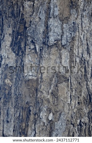 Old tree texture. Bark pattern, For background wood work, Bark of brown hardwood, thick bark hardwood, residential house wood. nature, tree, bark, hardwood, trunk, tree , tree trunk close up texture Royalty-Free Stock Photo #2437112771