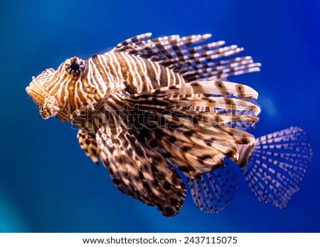 exotic fish with long fins on blue water background Royalty-Free Stock Photo #2437115075