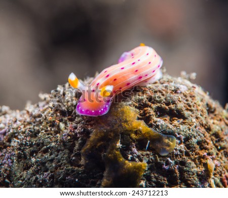 Pink and Orange Slug Nudibranch