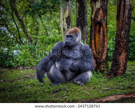 A male western lowland gorilla.