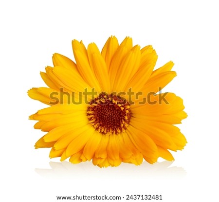 Orange Marigold flower isolated on white background. Calendula medicinal plant, herbal medicine and natural ingredient for skincare beauty products. 