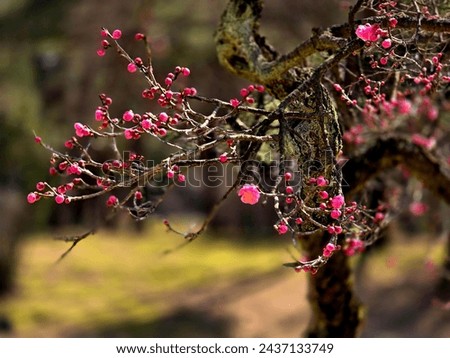 This flower is the first thing to see when winter is gone and spring is approaching. It is an apricot flower and comes in white and red colors. It blooms briefly, so you have to take a picture quickly
