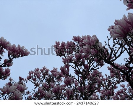 Pink to white blooming magnolia tree