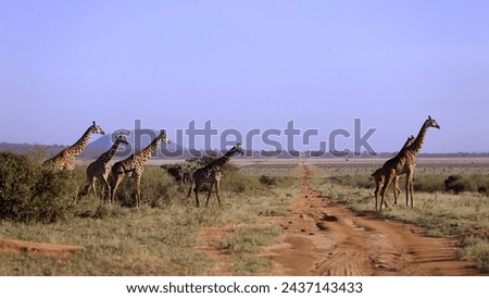 Herd of giraffes, Serengeti, Tanzania, Africa. Radical ecological tourism concept.