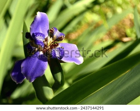 A botanical photograph of a Blue Japanese Iris Bloom created in Lakeland, Florida in early March 2024. 